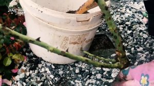 Сажаем розы на геотекстиль. Шикарные клумбы из роз в вашем саду!