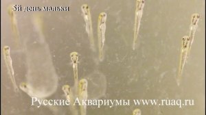 Золотые рыбки. Личинки и мальки. Тайская оранда
