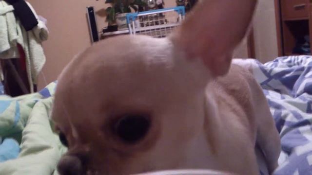 Чихуахуа кушает молочный шейк с Макдака смотреть онлайн