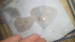 Выращивание роз из семян