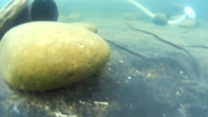 Пруд с рыбой // Подводные съемки пруда на даче // Карп и Карась в пруду под водой