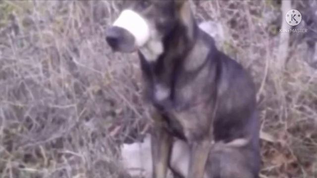 Собаке замотали пасть скотчем и оставили умирать на кладбище… Спасение было неожиданным! смотреть онлайн
