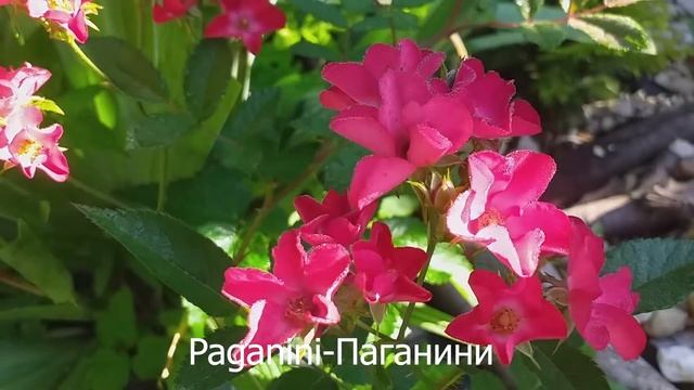 РОЗЫ и ПОЛУТЕНЬ #розы #розывполутени 8 сортов