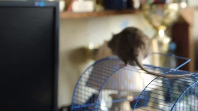 Серая крыса пасюк гуляет смотреть онлайн