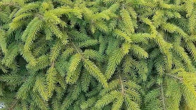 ХВОЙНЫЙ МИКСБОРДЕР В МОЕМ САДУ смотреть онлайн