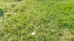 Подстриг овец//Ножницы для стрижки овец//Кощеевский хуторок.