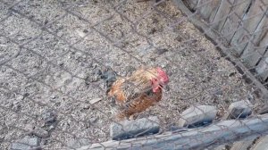 🐓Реклама:скоро будет яичко или петух охрип.🐔