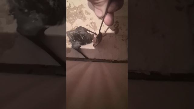 Летучие мыши едят вискас с курицей смотреть онлайн