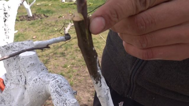 ВЕСЕННЯЯ ПРИВИВКА ПОД КОРУ смотреть онлайн