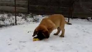 Английский мастиф , Bernard 2,5 month