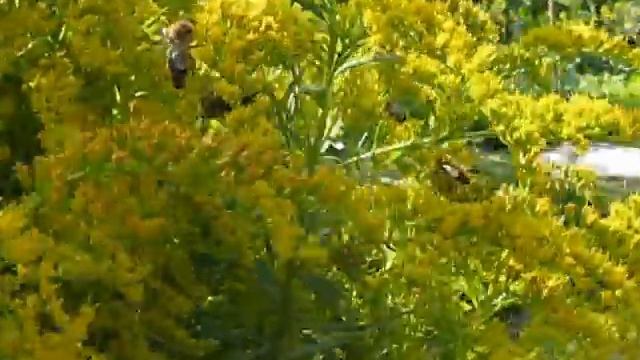 Honeybees on Goldenrod - Solidago canadensis/Včely na zlatobýlu / Sept 17/ 2012 смотреть онлайн