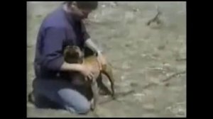 The World of the American Pit Bull Terrier - Richard Stratton - Audio Book - Part 5 #pitbull #apbt