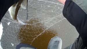 Зимняя рыбалка на Амуре, первая в сезоне (15.11.2020), сиг на хапугу!!!
