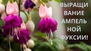 Фуксия ампельная! Высаживаю черенки с корнями делаю прищипку! Формирую Фуксию для пышного куста!