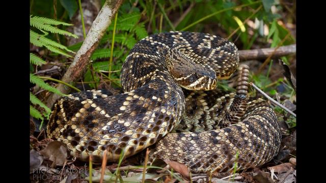 Самые ядовитые звери в мире смотреть онлайн