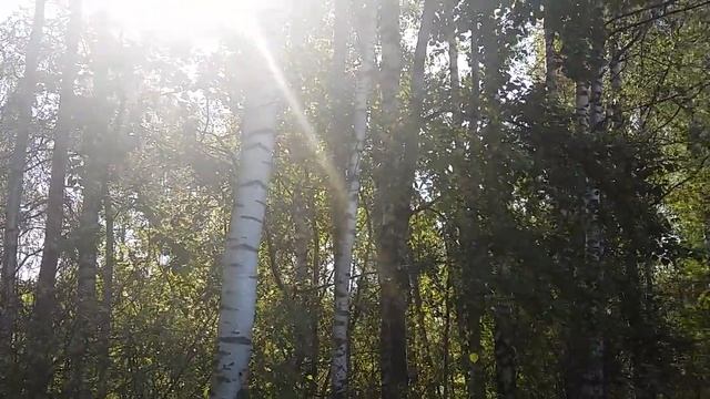 Берёзовый край. Натэлла Пак.