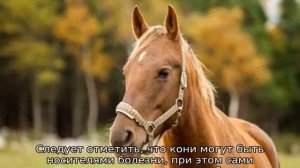 Болезни лошадей