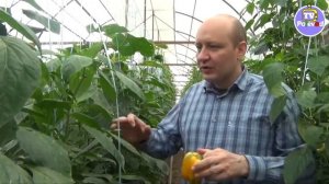 Сколько урожая дает перец Спрингбок?!