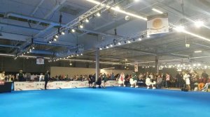 Ринг пуделей EuroDogShow 2018, часть 4