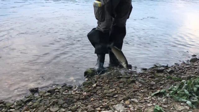 Жерех на ратлин. Слом погоды. Август. смотреть онлайн