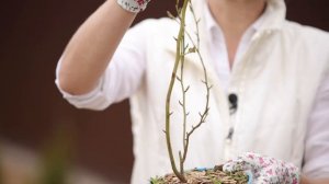 Посадка голубики: советы эксперта.