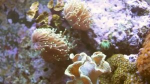 Расслабляющий аквариум/ Рыбки/ Для детей