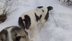 Алабаи Боня и Витюша подрались на прогулке.Собачий бой. Среднеазиатская овчарка - волкодав.