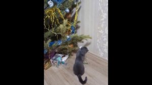 Что любят кошки больше всего. Забавные котики. what do cats love most