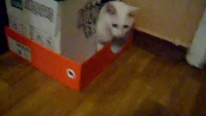 самодельная будка для кота