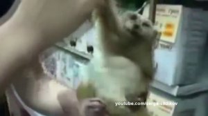 Эти забавные животные # 4  funny animals