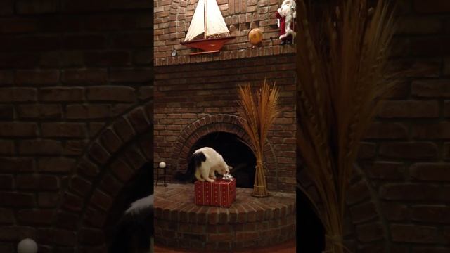 Как открывать рождественские подарки./How to open Christmas present by cat.