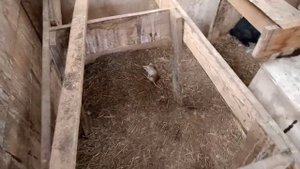 Охота на крыс часть 2 .