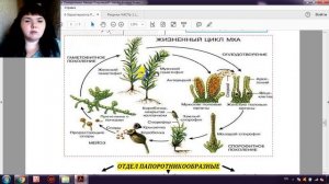 ЖИЗНЕННЫЙ ЦИКЛ МХОВ ЗА 7 МИНУТ (+ задания из ЕГЭ)