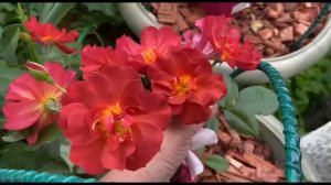 Восточный Экспресс, Айс Фо Ю, Пич Аваланж, Спирит оф Фридом, Даймонд Айс   Розы в саду!