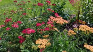 Тысячелистник (Achillea).?