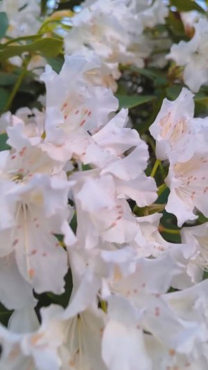 Цветущие кусты Рододендрона Белого в парке Галицкого поздней весной, начало мая