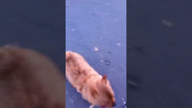 Leo the Norwich Terrier - With his buddy, Bob