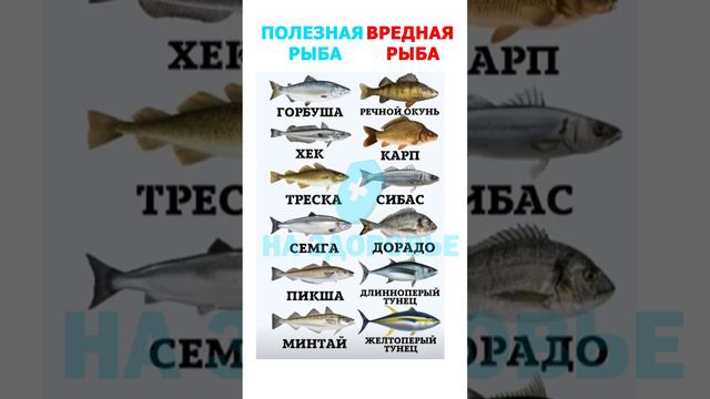 Полезная и вредная рыба. Подписывайтесь✅  #долгожители #народнаямедицина #здоровыйобразжизни #short