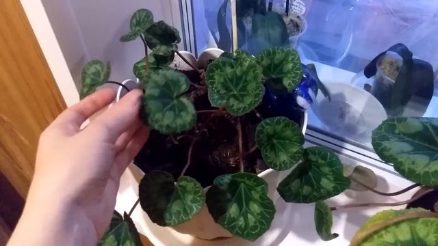 Мои цветочки в мае