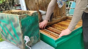 ПОЙМАЛ БОЛЬШОЙ РОЙ ПЧЕЛ на 10 рамок !!!