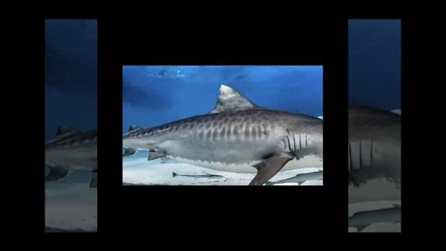 Tiger shark facts (Galeocerdo cuvier) смотреть онлайн