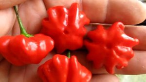 Brazilian Starfish - Бразильская морская звезда