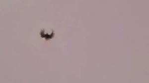 Голуби СВГ Сапон Михаила. Донецк. Март 2014 (самцы)