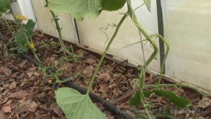 ОБРАБОТКА КЕФИРОМ