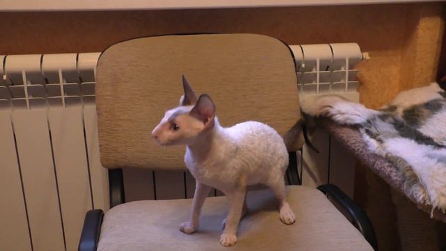 Корниш рекс/Мальчик поинтовый/ Котёнок голубоглазый