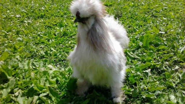 бентамки карликовые куры падуан араукан брама шелковые виандот бреда смотреть онлайн