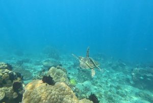 Под водой рядом с домом - опасные и милые. Чудесные черепашки!