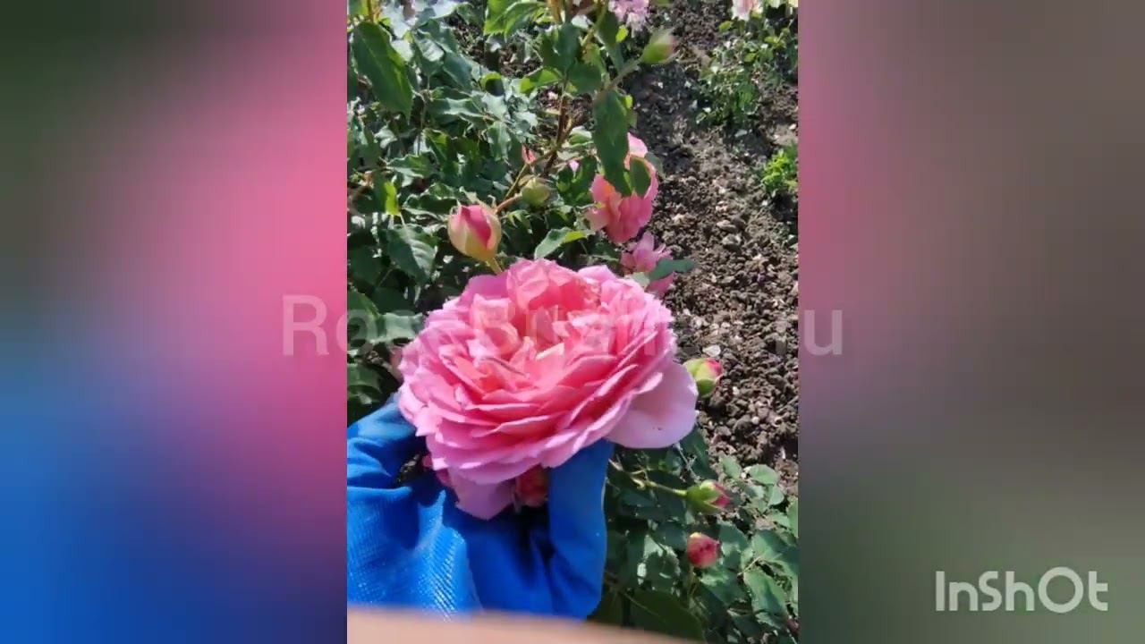 Джубили Селебрейшн и другие прекрасные розы☺️ RoseBushes.ru