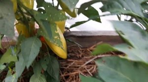 Урожай сладкого перца в открытом грунте. Август 2021 года.