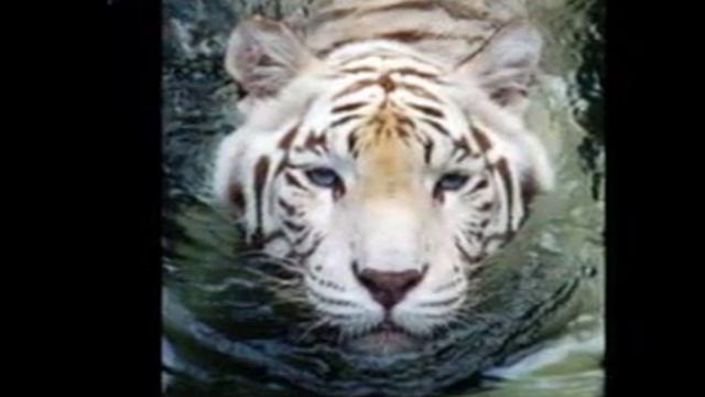 2010 - Год Тигра смотреть онлайн